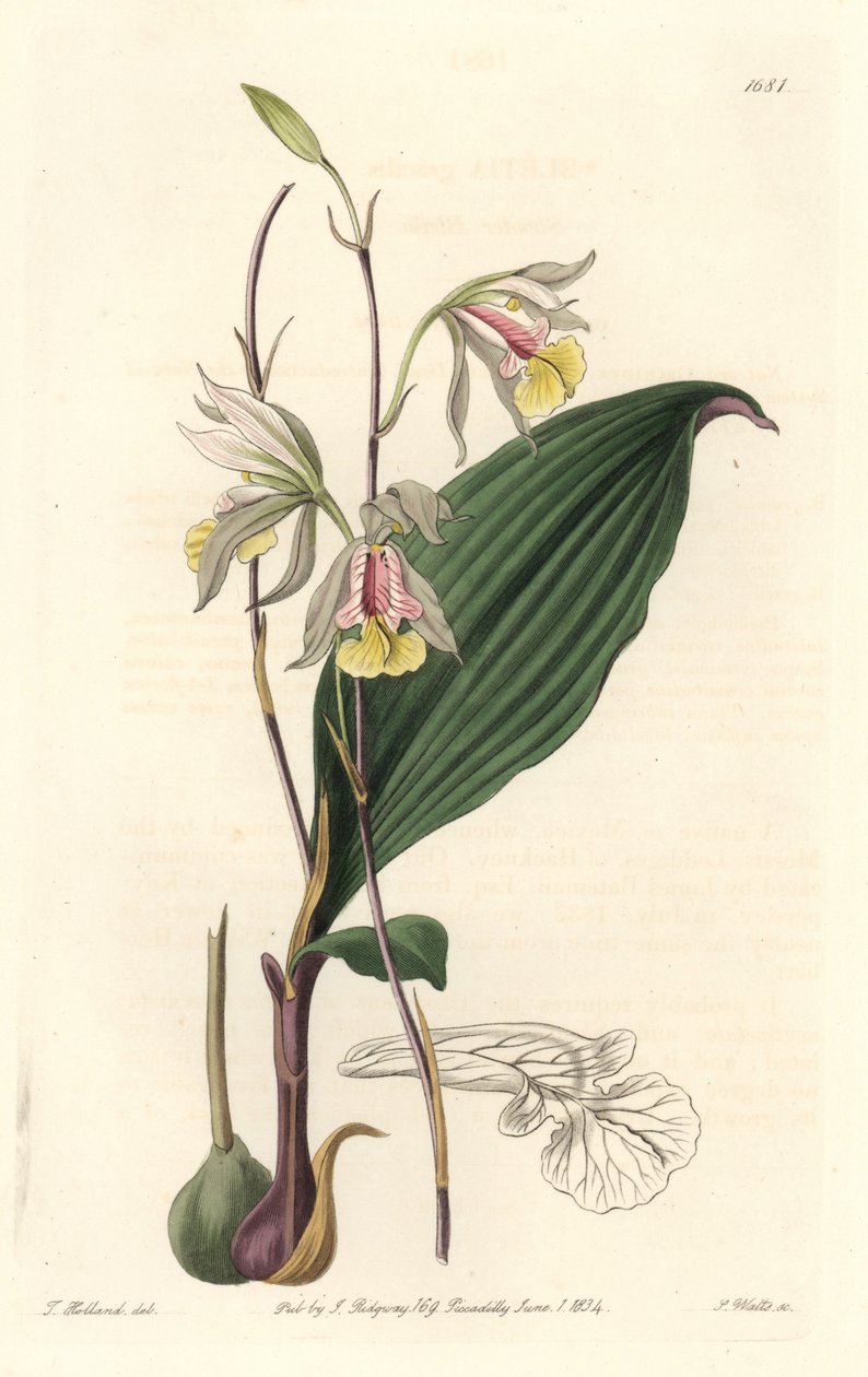 Orchidee, American Bletia - Water Forte od S. Wattse z ilustrace T. Hollanda, z Botanického registru od Sydenham Teast Edwards