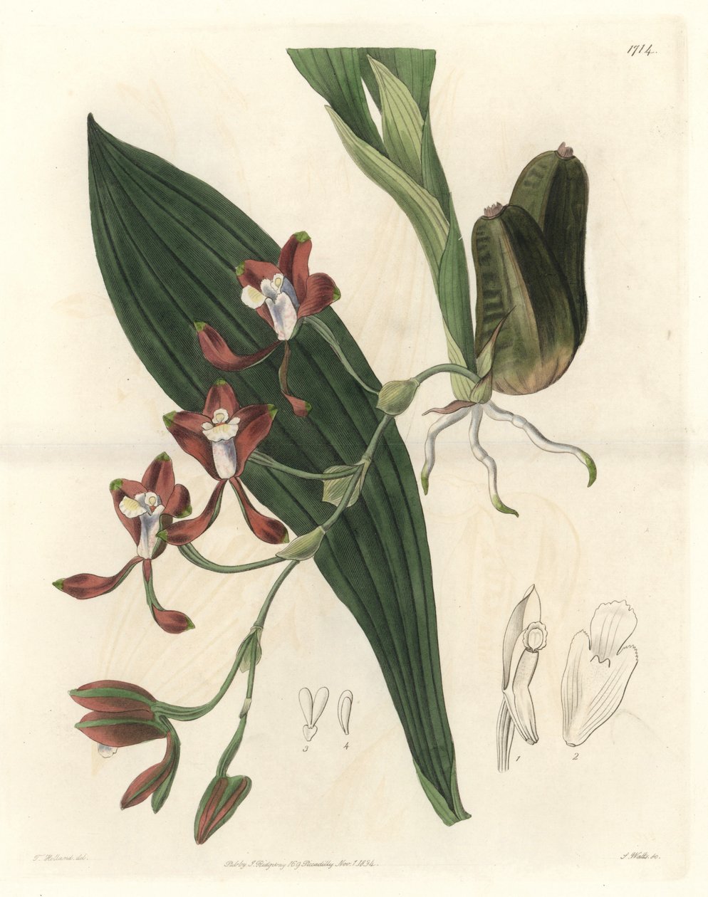 Orchidee Batemannia, původem z Guyany - Water forte od S. Wattse z ilustrace T. Hollanda, z Botanického rejstříku od Sydenham Teast Edwards