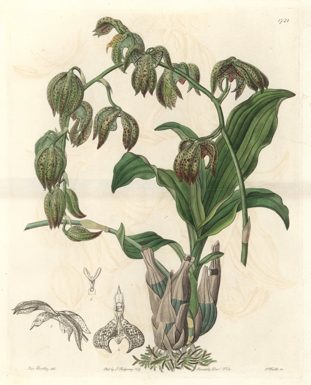 Orchidee Catasetum, původem z Brazílie - Water forte od S. Wattse z ilustrace slečny M.A. Huntley, z botanického registru od Sydenham Teast Edwards