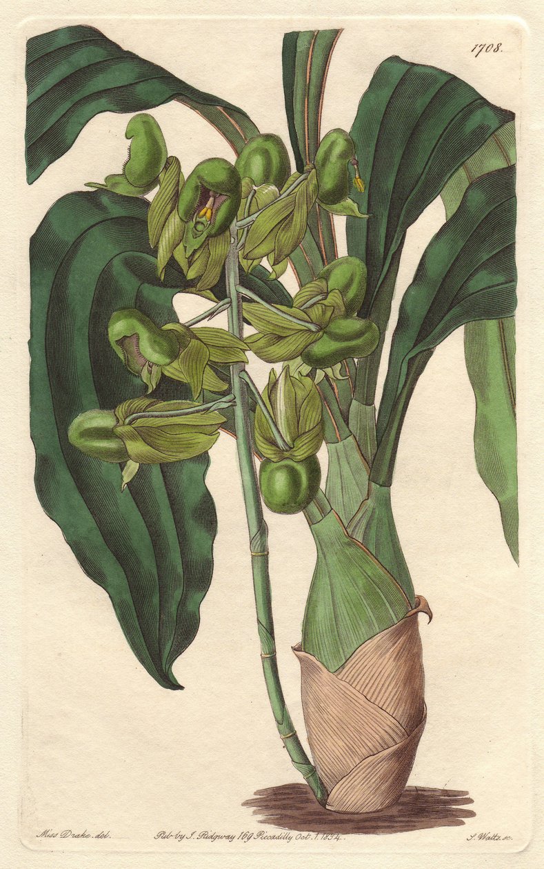 Orchidee Catasetum, původem z Brazílie - Water forte od S. Wattse z ilustrace Sarah Anne Drake (1803-1857), z botanického rejstříku od Sydenham Teast Edwards