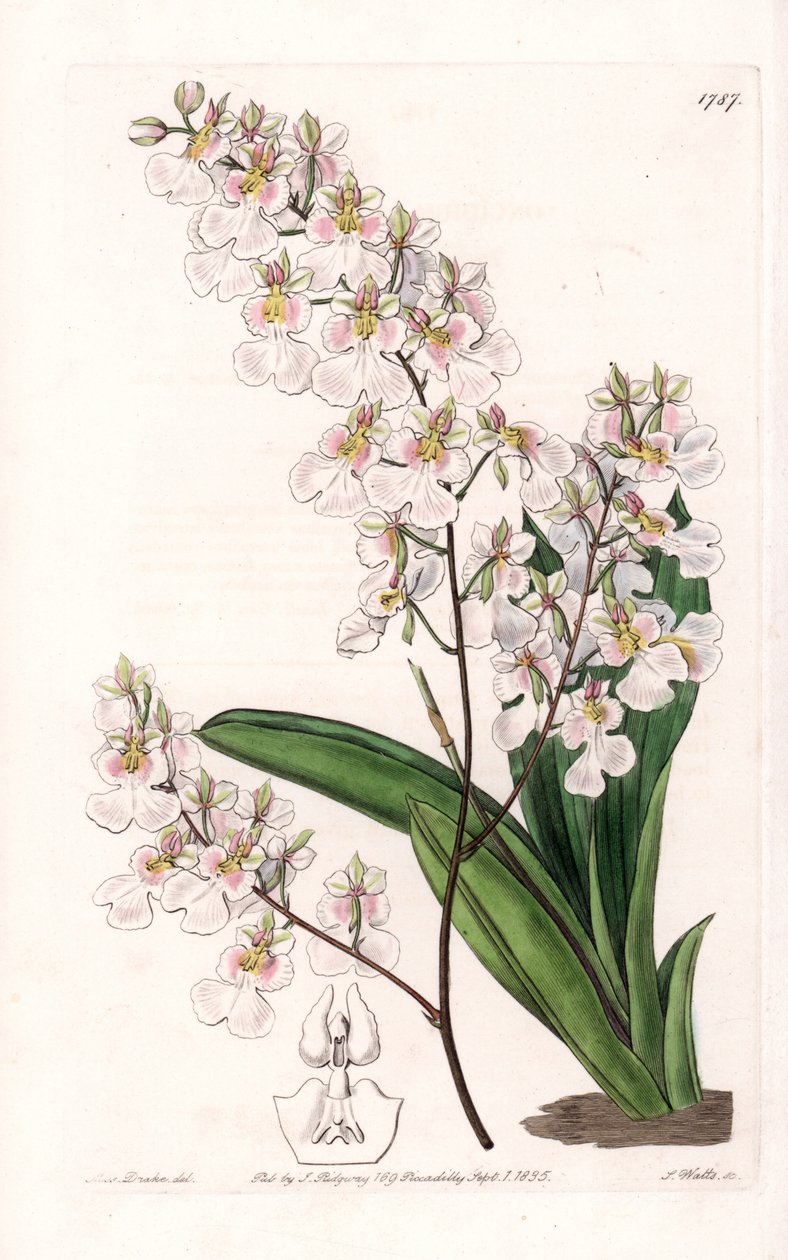 Orchidej Tolumnia pulchella, endemický na Jamajce - vyryl S. Watts, z ilustrace Sarah Anne Drake (1803-1857), z botanického registru Sydenham Edwards (1768-1819), Anglie od Sydenham Teast Edwards