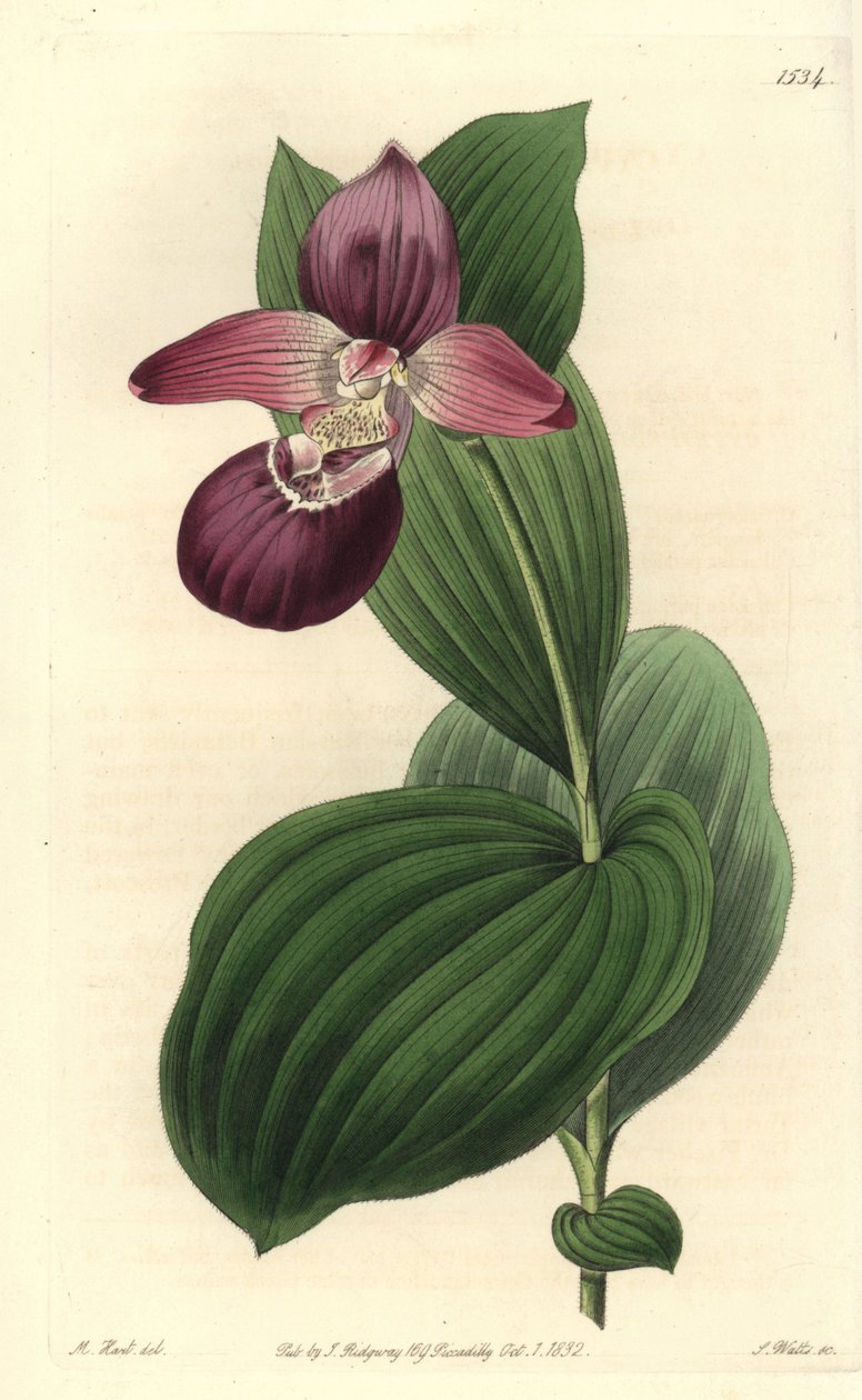 Orchidee clog of Venus má velké květy - cypripedium velkokvěté nebo střevíčník velkokvětý, Cypripedium macranthos. Ručně kolorovaná mědirytina S. Wattse podle ilustrace M. Harta z Sydenham Edwards