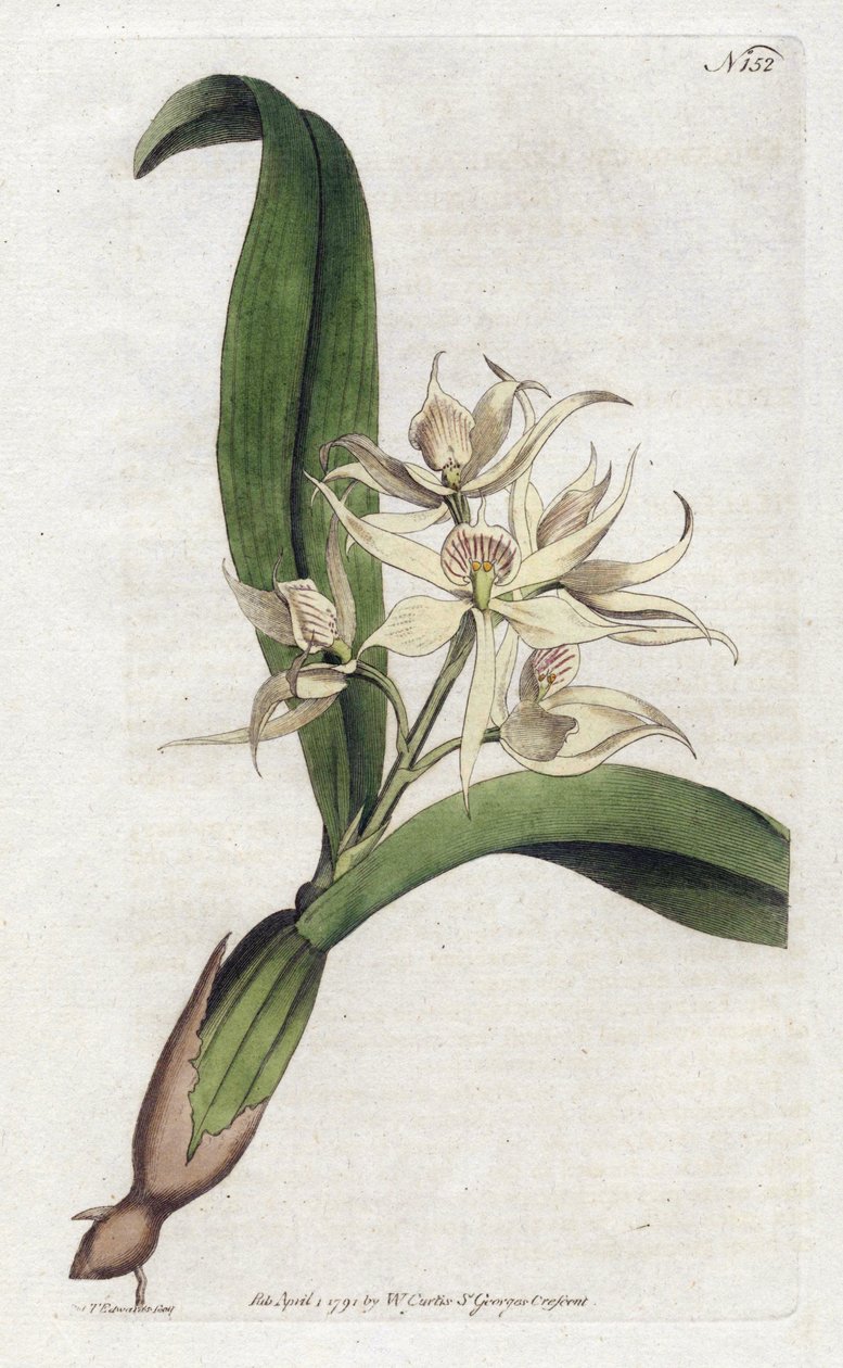 Orchidee epidendrum fragfumee - Litografie YDENHAM Edwards (1768-1819), deska z Botanical Magazine od Williama Curtise (1746-1799) od Sydenham Teast Edwards