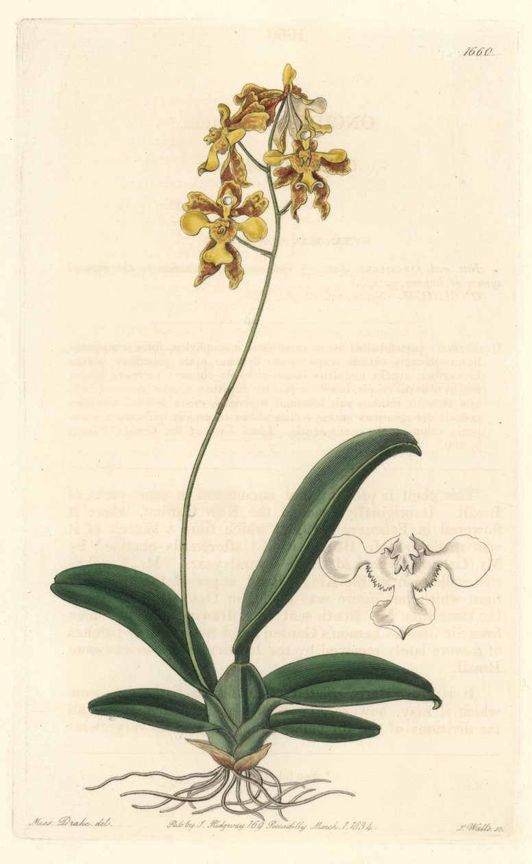 Orchideje oncidium žlutá, původem z Brazílie - Water forte od S. Wattse z ilustrace Sarah Anne Drake (1803-1857), z Botanického rejstříku od Sydenham Teast Edwards