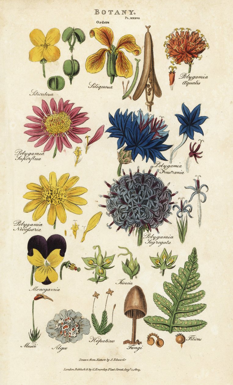 Objednávky květin: Siliculosa, Seliquosa, Polygamia, Monogamia, Filicus, Fungi atd. Ručně kolorovaná mědirytina podle Sydenhama Edwardse z knihy Johna Masona Goodse Pantologia, a New Encyclopedia, G. Kearsley, Londýn. od Sydenham Teast Edwards