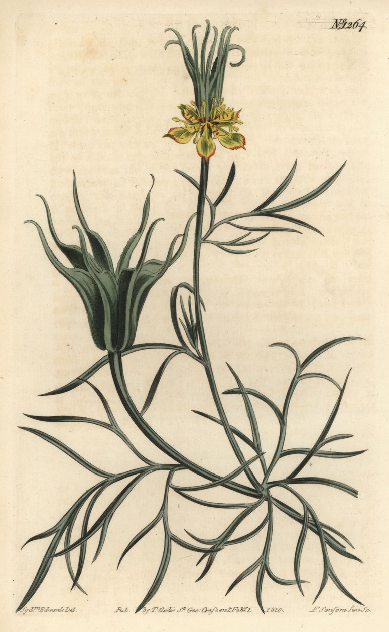 Oriental Nigelle - Orientální fenykl-květ, Nigella orientalis. Ručně kolorovaná mědirytina F. Sansom Jr. podle ilustrace Sydenhama Edwardse z William Curtis