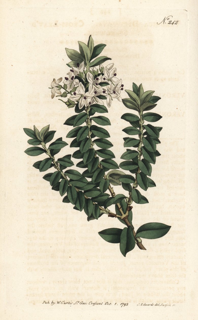 Myrta ouessantská nebo veronika eliptická - rozrazil křížolistý, Veronica decussata. Ručně kolorovaná mědirytina od Sansom podle ilustrace Sydenhama Edwardse rom William Curtis
