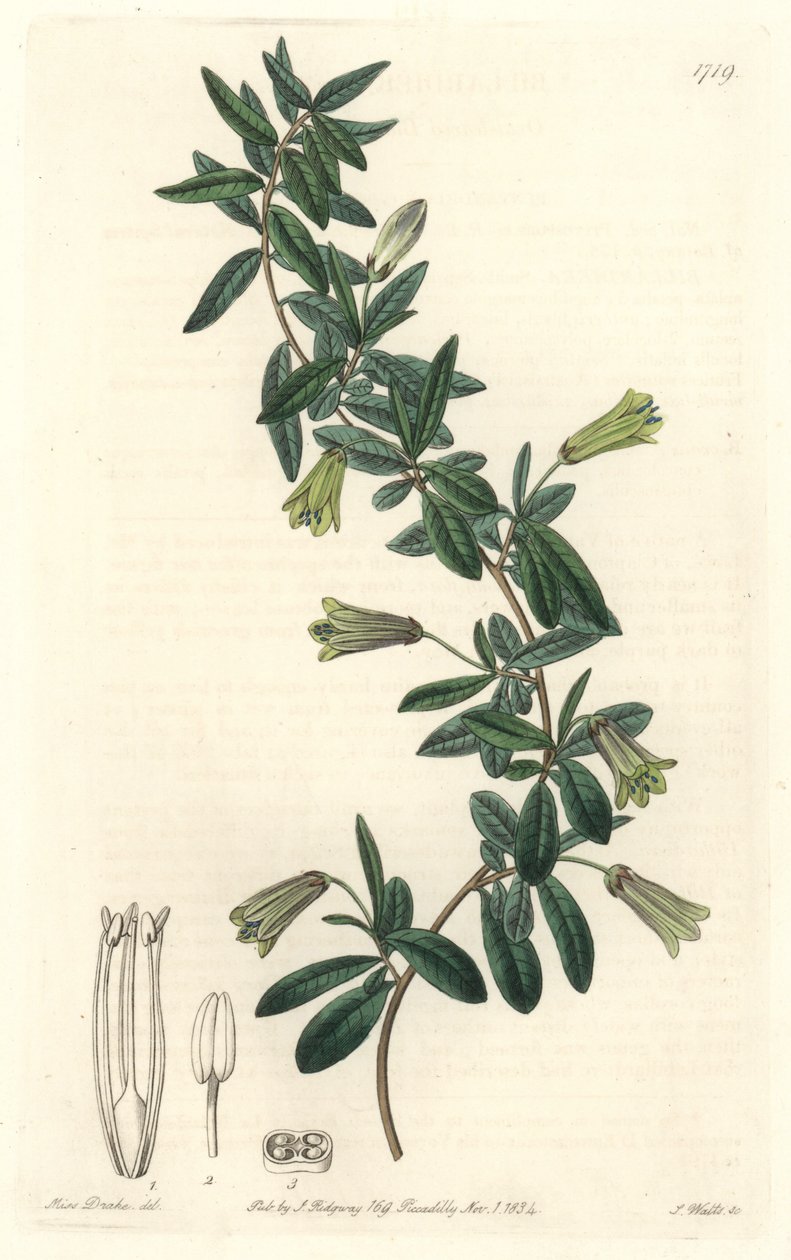 Billardiera oválnolistá, původem z Tasmánie (Austrálie) - Silná voda od S. Wattse z ilustrace Sarah Anne Drake (1803-1857), z Botanického rejstříku od Sydenham Teast Edwards