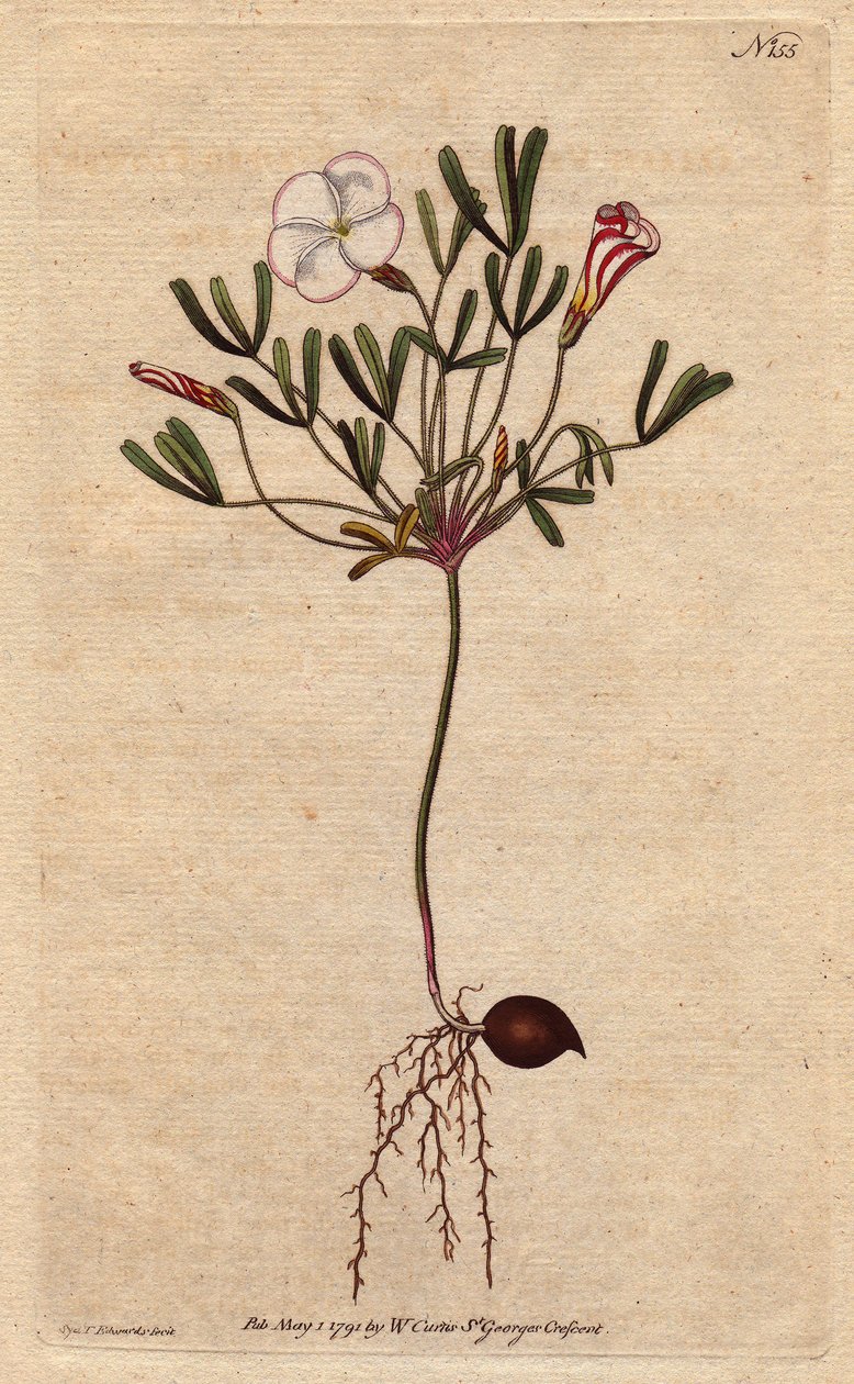 Oxalis (šťovík malý) má bílé pruhované květy a sladkorůžové, původem z Afriky. Pruhovaný květovaný dřevěný šťovík s růžovými candy pruhovanými bílými květy. Rodák z Afriky. Oxalis versicolor. Ručně kolorovaná mědirytina z botanické ilustrace od od Sydenham Teast Edwards