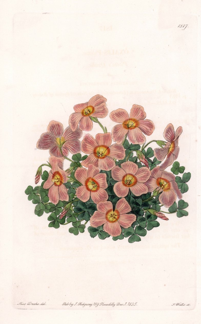 Oxalis Variete - Talíř vyrytý S. Wattsem, z ilustrace Sarah Anne Drake (1803-1857), z Botanického registru Sydenham Edwards (1768-1819), Anglie od Sydenham Teast Edwards