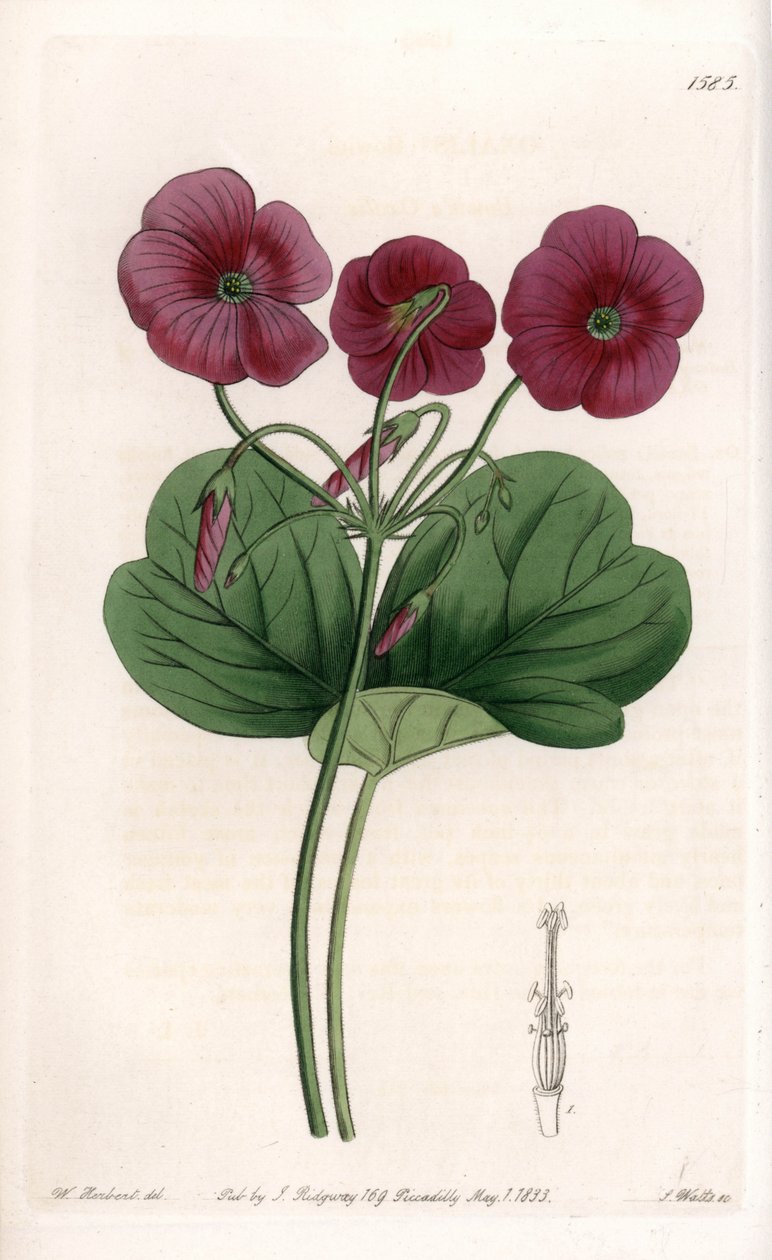 Oxalis de Bowie - Talíř vyrytý S. Wattsem, z ilustrace Sarah Anne Drake (1803-1857), z Botanického registru Sydenham Edwards (1768-1819), Anglie od Sydenham Teast Edwards
