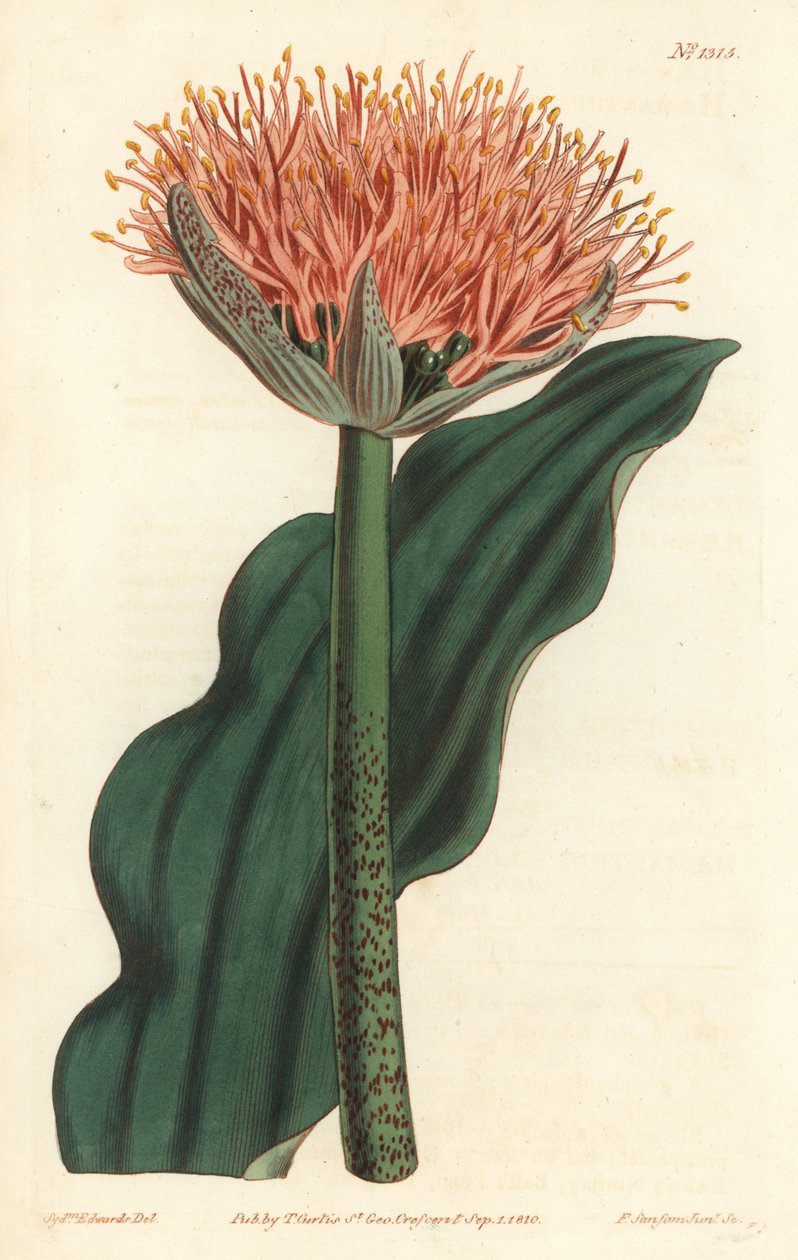 Štětec lilie, Scadoxus puniceus (krvavec vlnolistý, Haemanthus puniceus). Ručně kolorovaná mědirytina F. Sansom Jr. podle ilustrace Sydenhama Edwardse z William Curtis