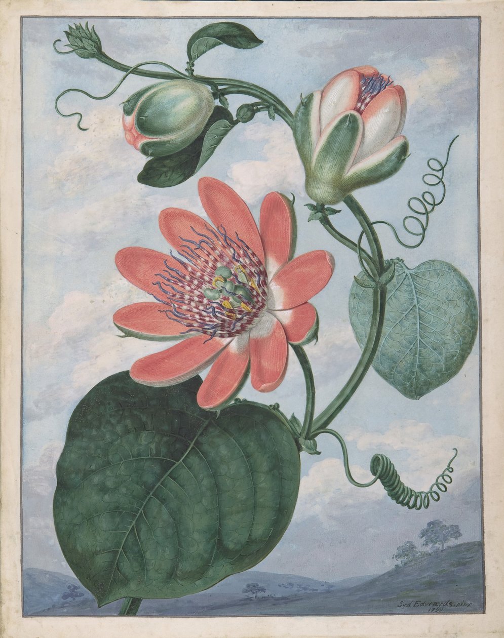 Mučenka, 1799. od Sydenham Teast Edwards