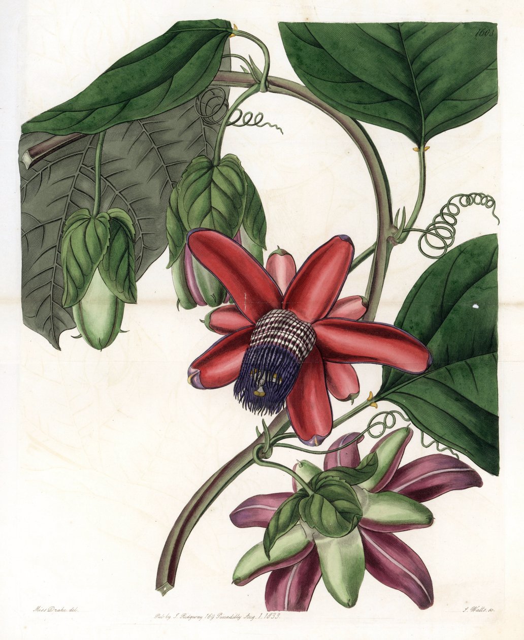 Passion Variete - Talíř vyrytý S. Wattsem, z ilustrace Sarah Anne Drake (1803-1857), z Botanického registru Sydenham Edwards (1768-1819), Anglie od Sydenham Teast Edwards