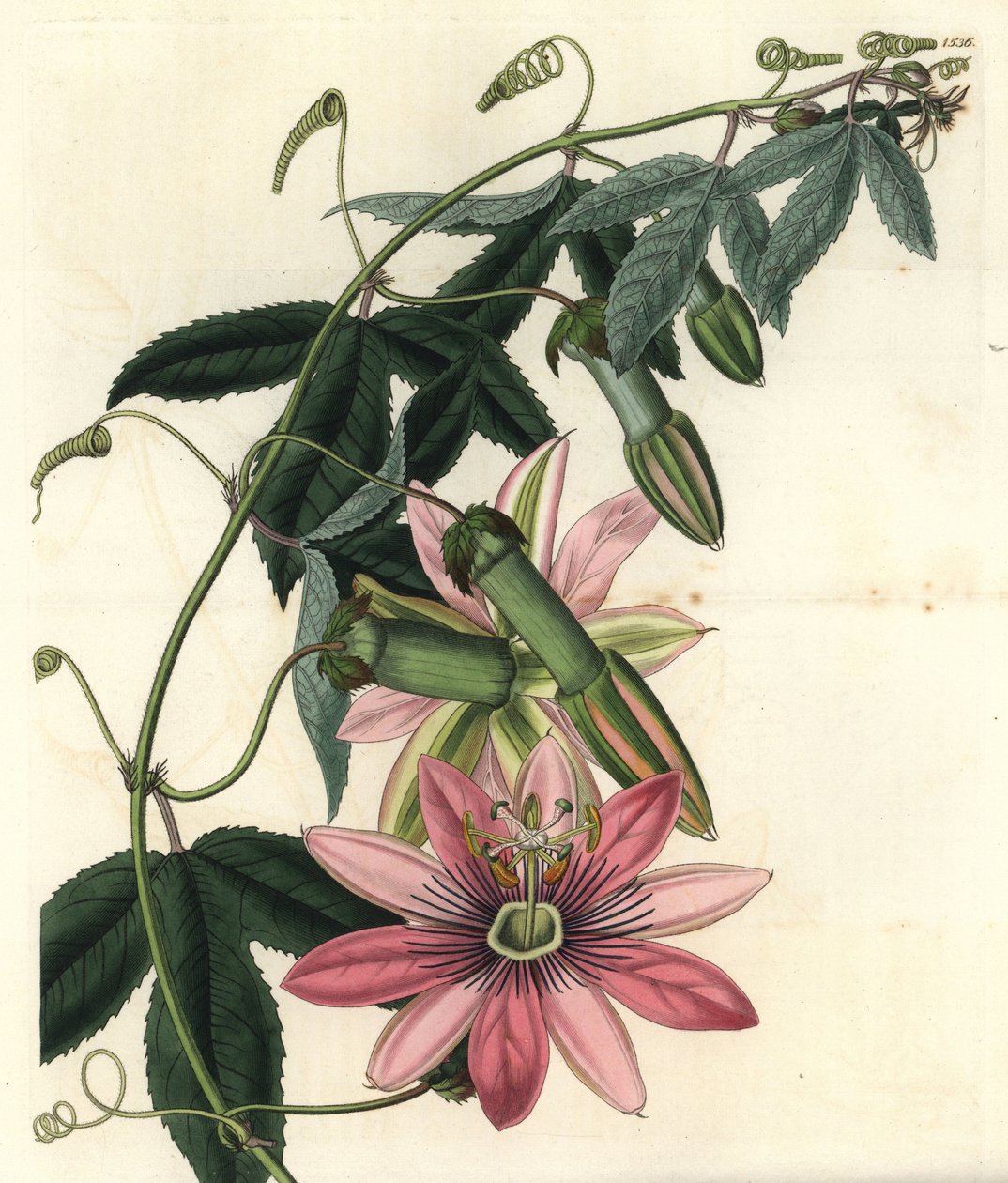Passion Variete - Poro poro, Passiflora pinnatistipula (tacsonia paní Marryat, Tacsonia pinnatistipula). Ručně kolorovaná mědirytina od S. Wattse podle ilustrace slečny Sarah Drake M. Hart z botanického registru Sydenhama Edwardse, Ridgeway, od Sydenham Teast Edwards