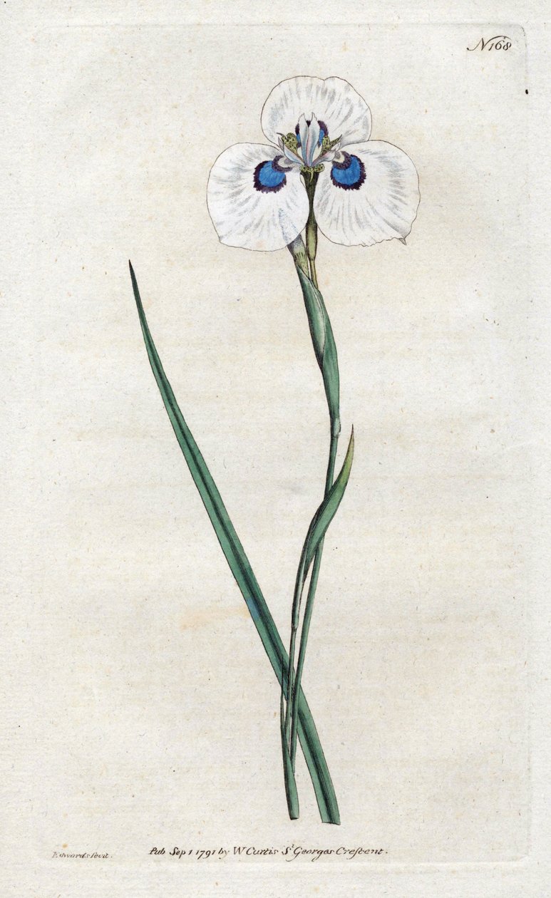 Peacock Iris - Litografie od Sydenhama Edwardse (1768-1819), deska z botanického časopisu Williama Curtise (1746-1799) od Sydenham Teast Edwards