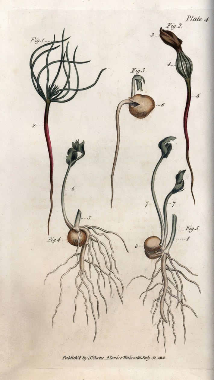 Hrách, semeno luštěnin má různé fáze klíčení. Barevná mědirytina, ilustrace Sydenham Edwards (1768-1819) pro Conference of Botanical, Botanická zahrada Lambeth (Anglie) od Sydenham Teast Edwards