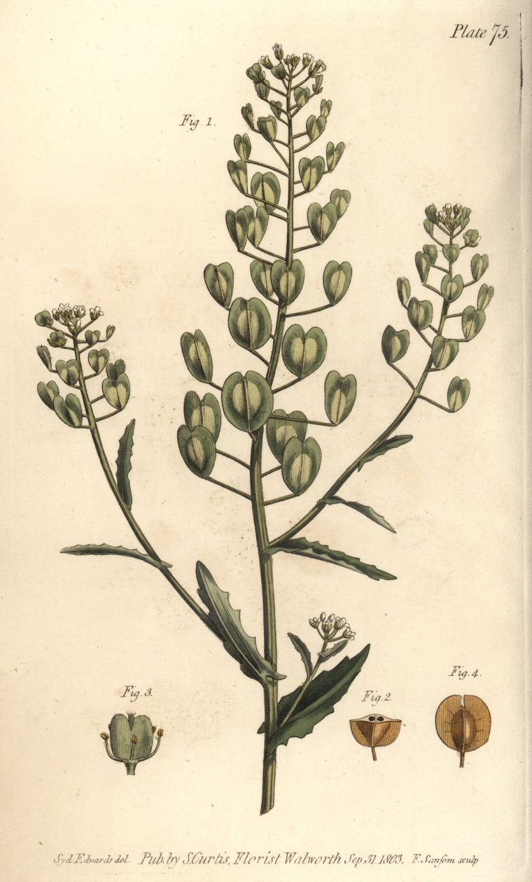 Pennycress, Thlaspi arvense, Siliculosa. Ručně kolorovaná mědirytina F. Sansoma botanické ilustrace Sydenhama Edwardse pro přednášky Williama Curtise o botanice, které byly dodány v Botanické zahradě v Lambeth od Sydenham Teast Edwards
