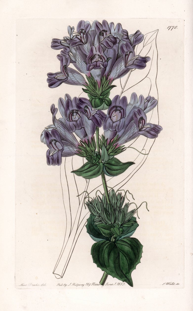 Penstemon Variete - Talíř vyrytý S. Wattsem, z ilustrace Sarah Anne Drake (1803-1857), z Botanického registru Sydenham Edwards (1768-1819), Anglie od Sydenham Teast Edwards