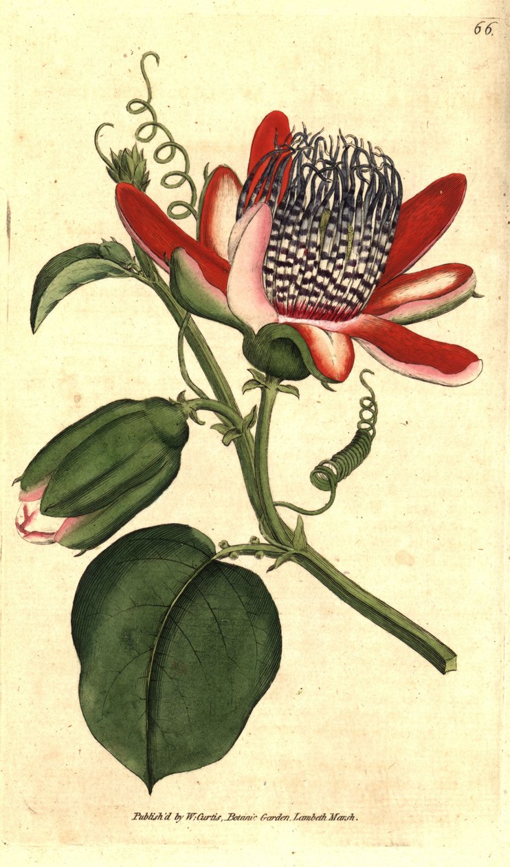 Parfémová grenadilla (nebo refresco maracuja) - (Okřídlená mučenka, Passiflora alata. Ručně kolorovaná mědirytina podle botanické ilustrace Jamese Sowerbyho z The Botanical Magazine Williama Curtise, Lambeth Marsh, Londýn od Sydenham Teast Edwards