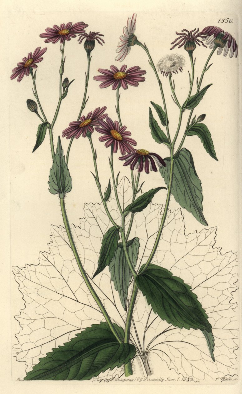 Pericallis tussilaginis (podběl listnatý, Senecio tussilaginis). Ručně kolorovaná mědirytina od S. Wattse podle ilustrace slečny Sarah Drakeové z botanického registru Sydenhama Edwardse, Ridgeway, Londýn od Sydenham Teast Edwards