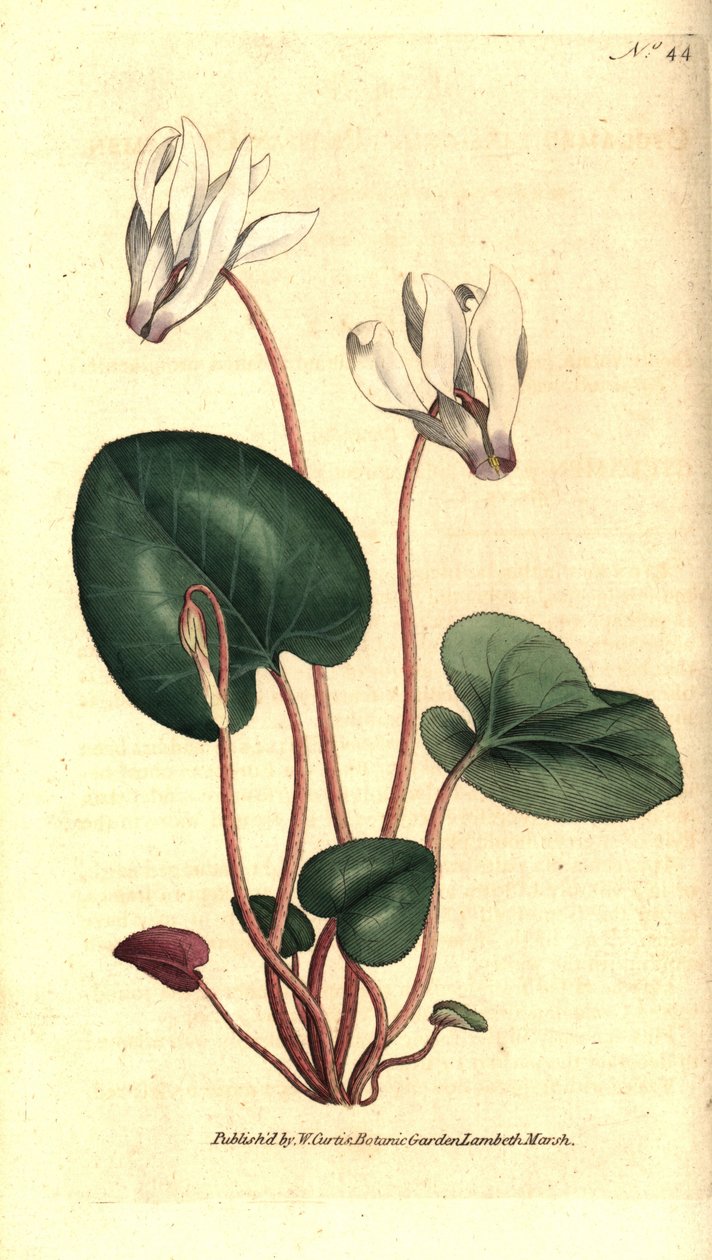 Brambořík perský nebo květinářství bramboříku - brambořík perský, Cyclamen persicum. Ručně kolorovaná mědirytina podle botanické ilustrace Jamese Sowerbyho z The Botanical Magazine Williama Curtise, Lambeth Marsh, Londýn od Sydenham Teast Edwards