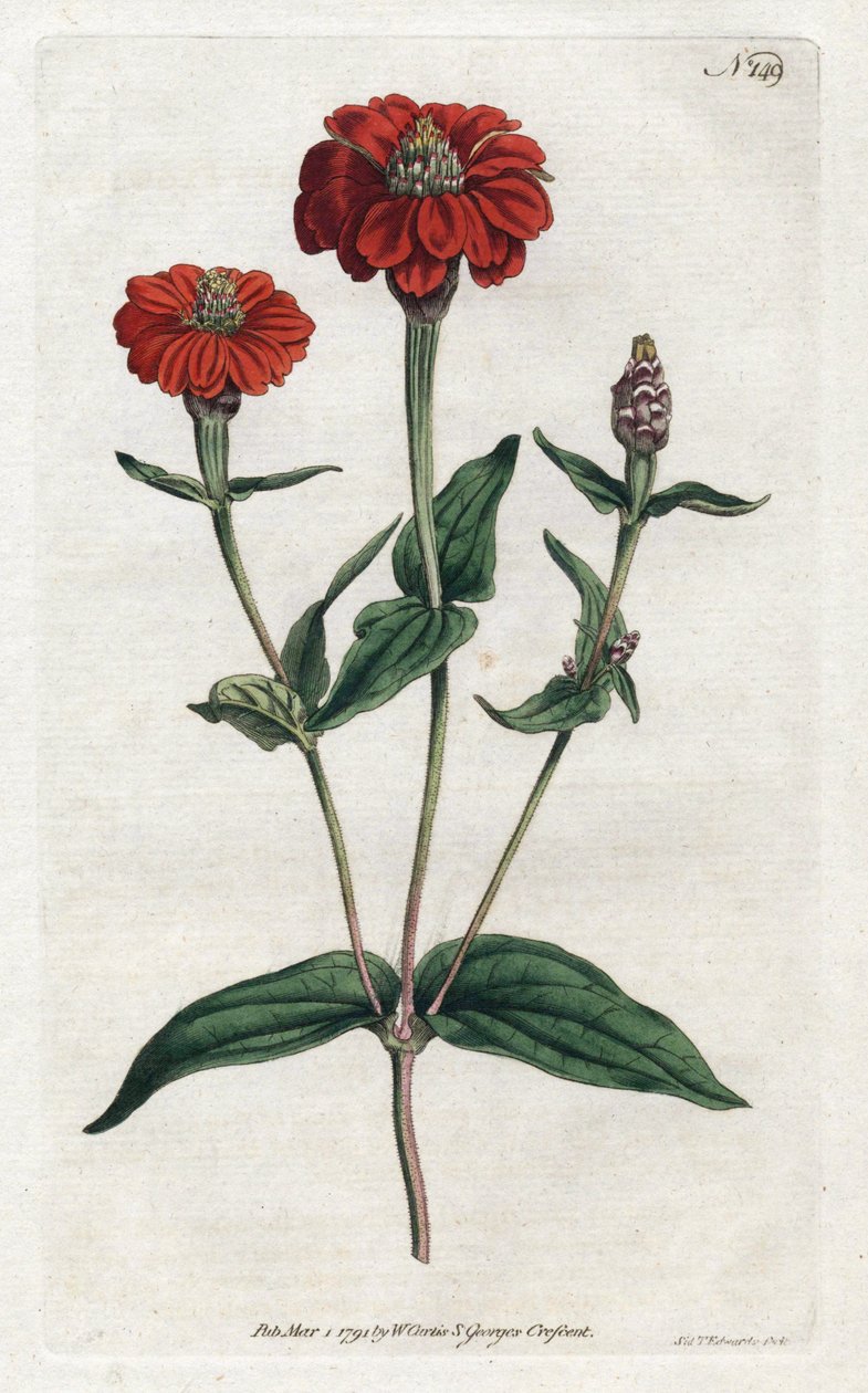 Peruánská cínie nebo bresine - Litografie Sydenhama Edwardse (1768-1819), z Botanical Magazine od Williama Curtise (1746-1799) od Sydenham Teast Edwards