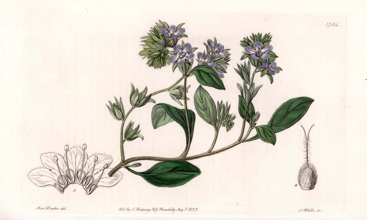 Phacelia, endemit Kalifornie - vyryl S. Watts, z ilustrace Sarah Anne Drake (1803-1857), z Botanického registru Sydenham Edwards (1768-1819), Anglie od Sydenham Teast Edwards