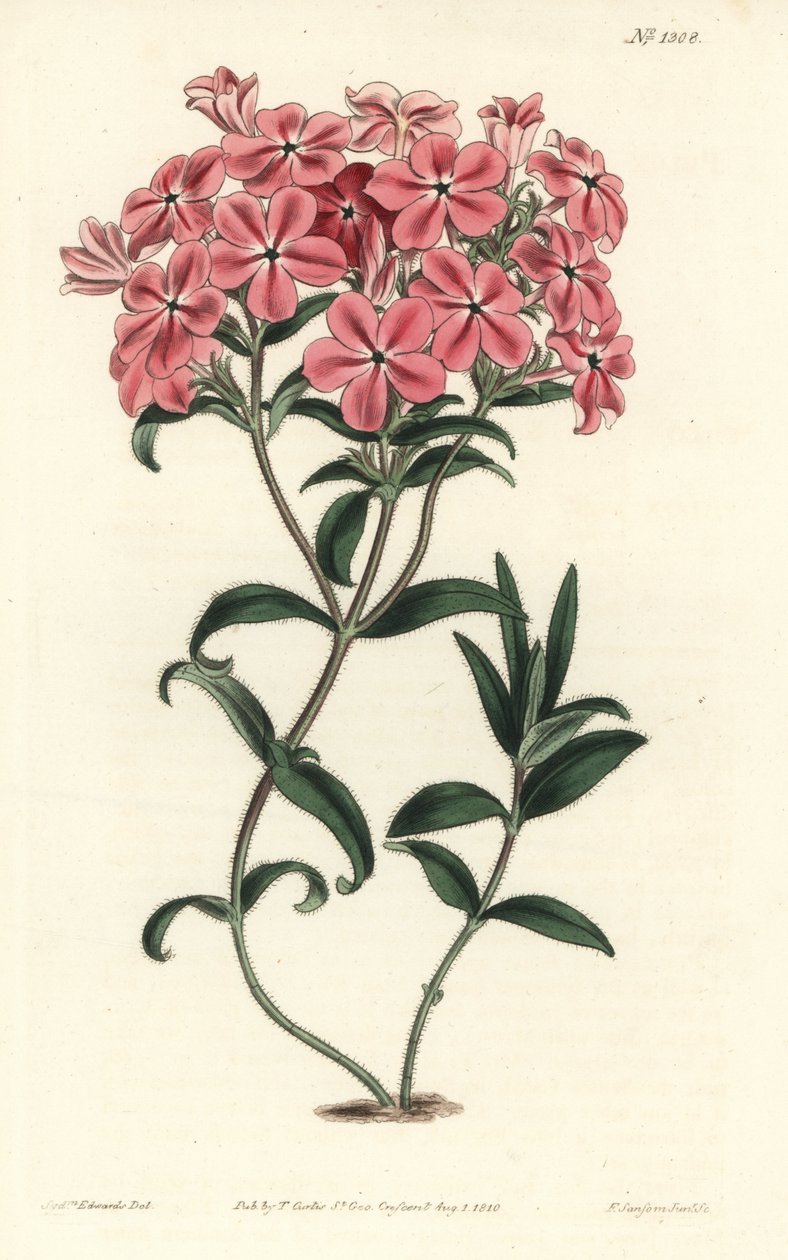 Phlox de la Caroline nebo Jaume Saint Hilaire - Fraserův chlupatý Phlox, Phlox amoena. Ručně kolorovaná mědirytina F. Sansom Jr. podle ilustrace Sydenhama Edwardse z William Curtis
