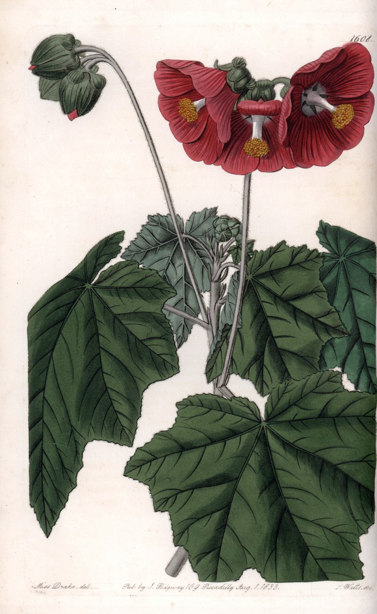 Phymosia variete, červené květy, původem z Mexika - vyryl S. Watts, z ilustrace Sarah Anne Drake (1803-1857), z Botanického registru Sydenham Edwards (1768-1819), Anglie od Sydenham Teast Edwards
