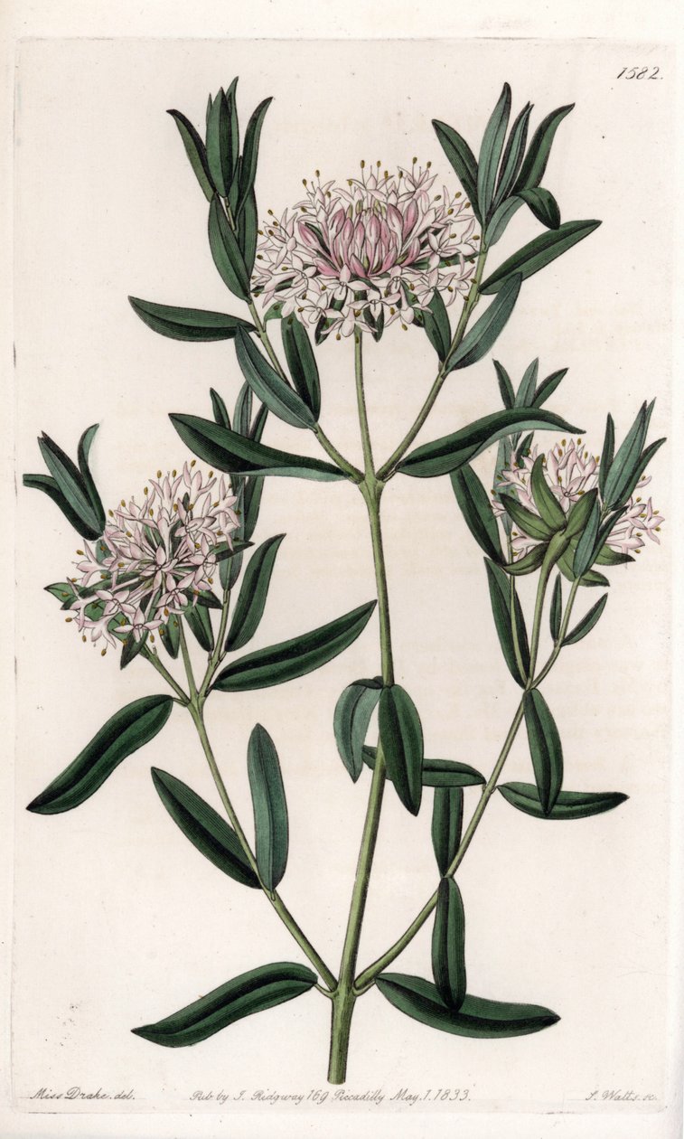Pimelea sylvestris, původem z Austrálie - vyryl S. Watts, z ilustrace Sarah Anne Drake (1803-1857), z Botanického registru Sydenham Edwards (1768-1819), Anglie od Sydenham Teast Edwards