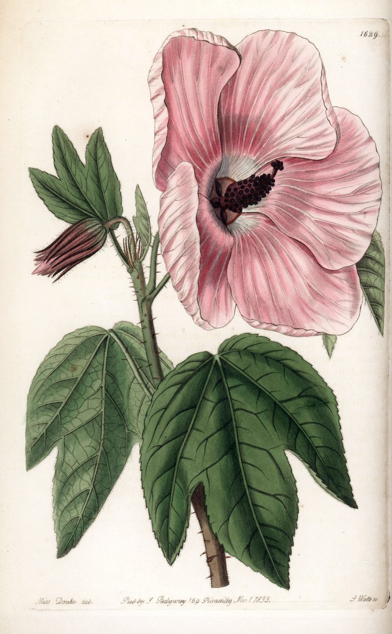 Pink Hibiscus - Talíř vyrytý S. Wattsem, z ilustrace Sarah Anne Drake (1803-1857), z Botanického registru Sydenham Edwards (1768-1819), Anglie od Sydenham Teast Edwards