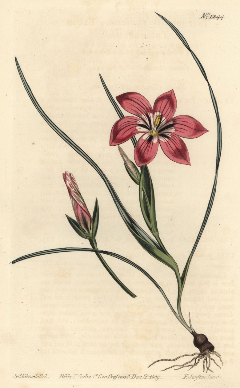 Růžový froetang, Romulea flava (Blush trichonema, Trichonema pudicum). Ručně kolorovaná mědirytina F. Sansom Jr. podle ilustrace Sydenhama Edwardse z William Curtis