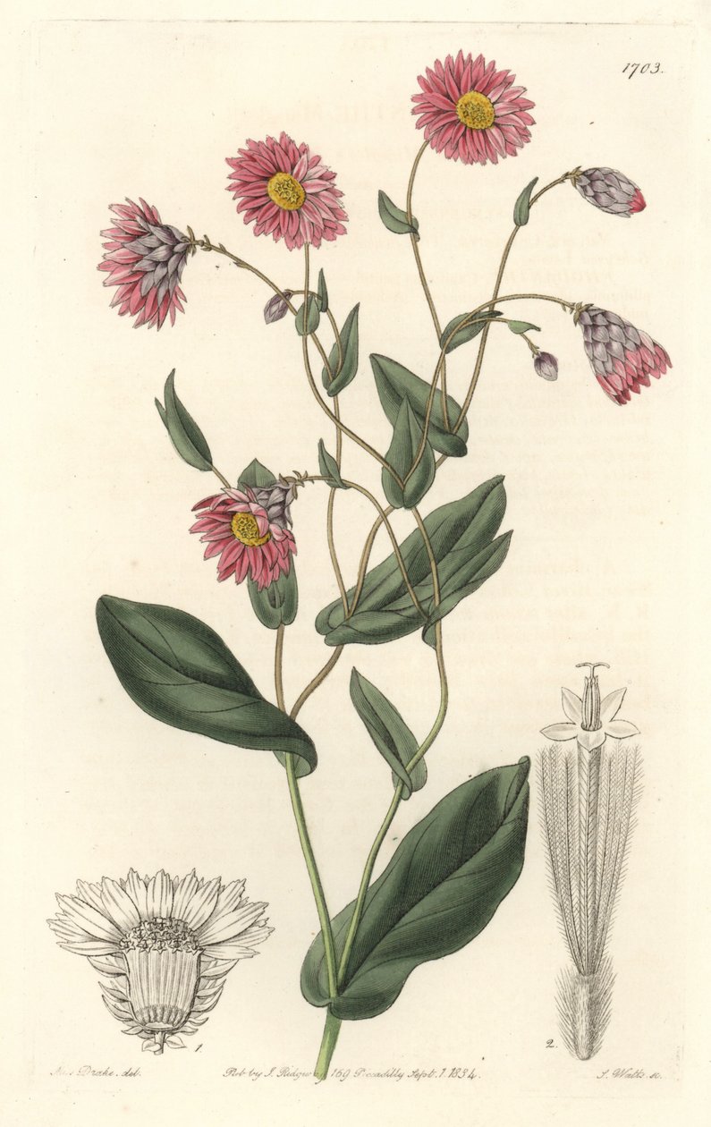 Růžový rhodanthe, původem z Austrálie - S. Watts silná voda z ilustrace Sarah Anne Drake (1803-1857), z botanického registru od Sydenham Teast Edwards