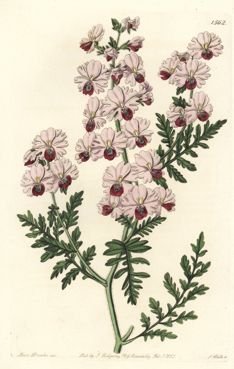 Orchidej chudák, zakrslá odrůda schizanthus, Schizanthus pinnatus humilis. Ručně kolorovaná mědirytina od S. Wattse podle ilustrace slečny Sarah Drakeové z botanického registru Sydenhama Edwardse, Ridgeway, Londýn od Sydenham Teast Edwards