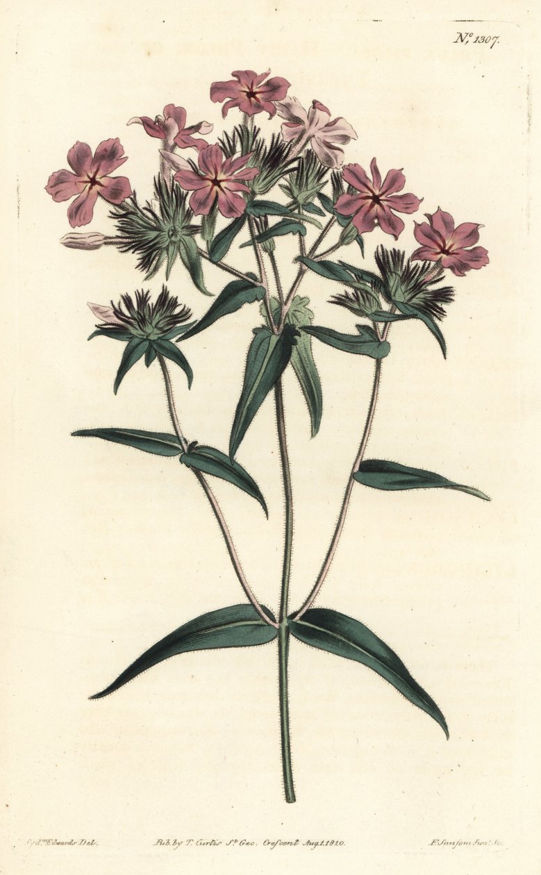 Prairie Phlox - Phlox chlupatý nebo lychnidea, Phlox pilosa. Ručně kolorovaná mědirytina F. Sansom Jr. podle ilustrace Sydenhama Edwardse z William Curtis