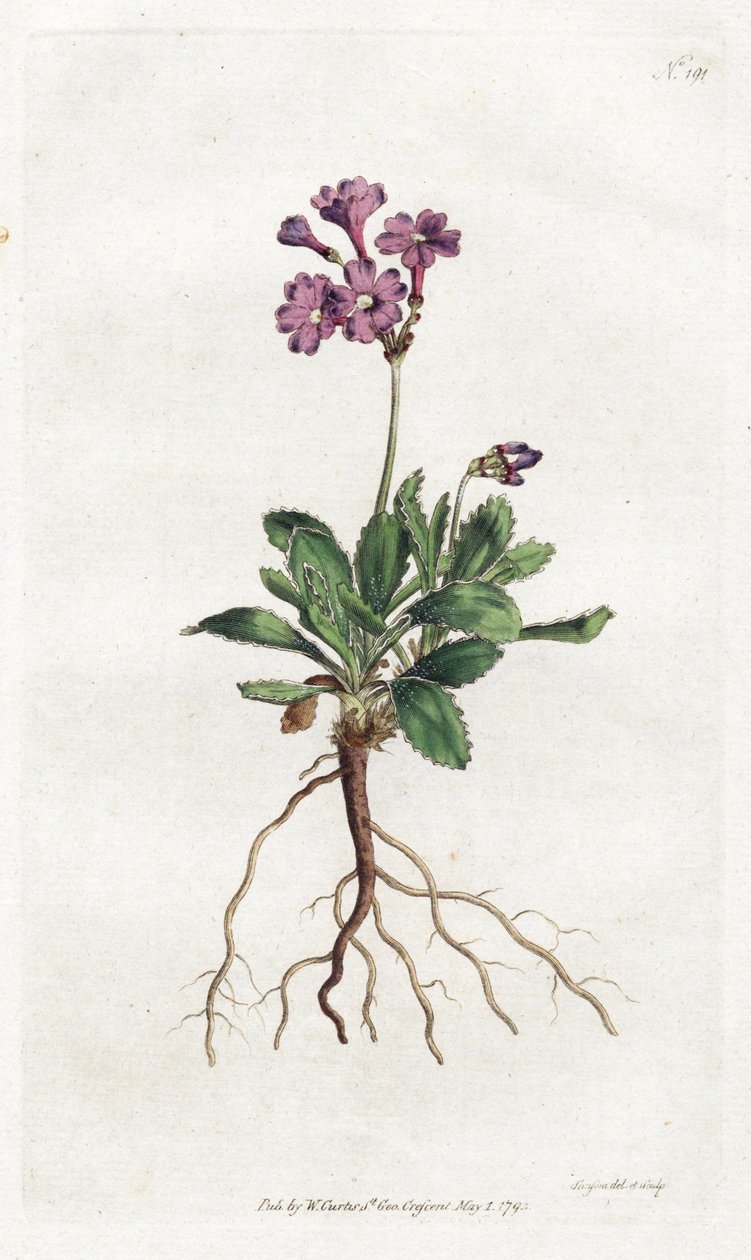 Primevere marginee - Litografie Sydenhama Edwardse (1768-1819), deska z botanického časopisu Williama Curtise (1746-1799) od Sydenham Teast Edwards