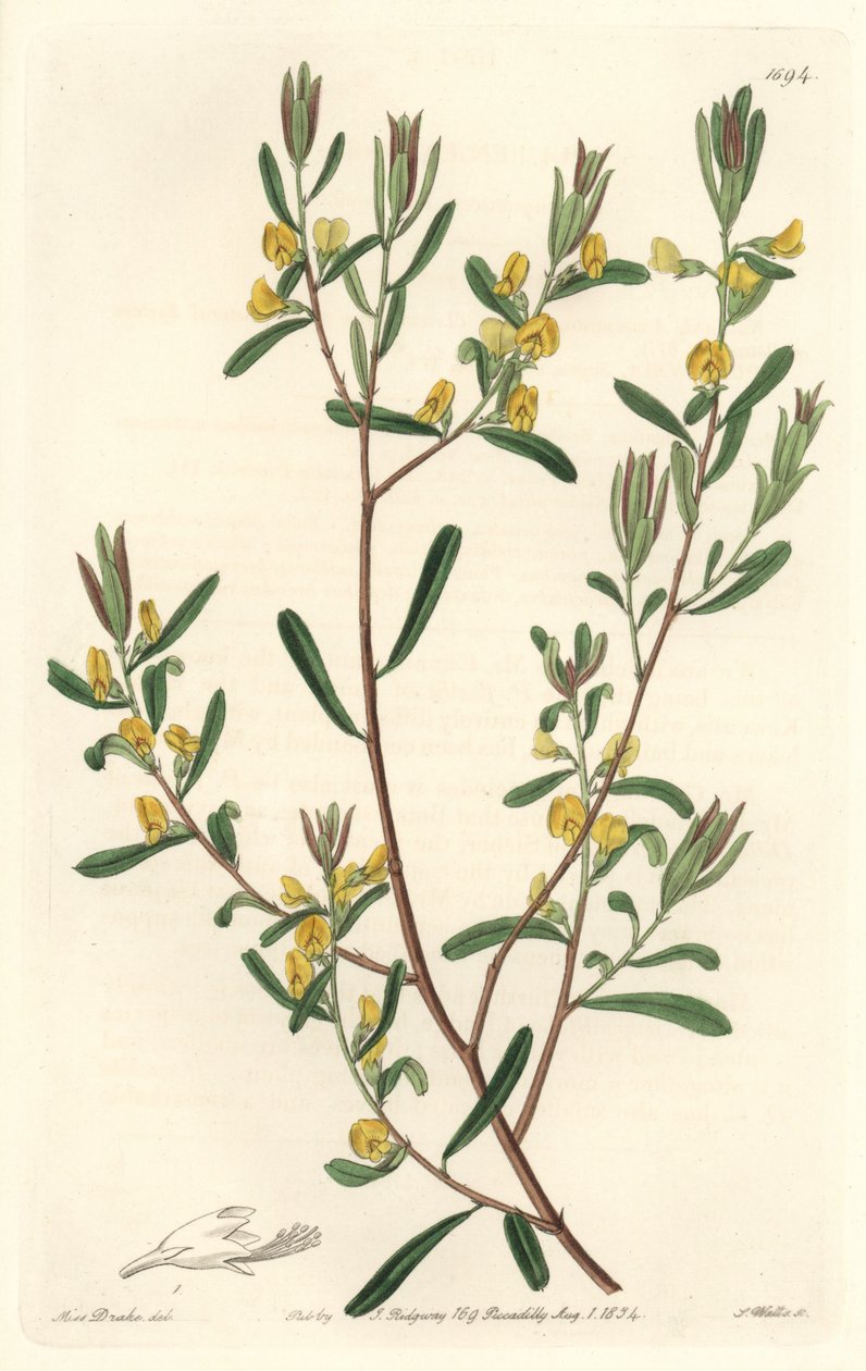 Pultanea flexilis, původem z Austrálie - S. Watts silná voda z ilustrace Sarah Anne Drake (1803-1857), z botanického registru od Sydenham Teast Edwards