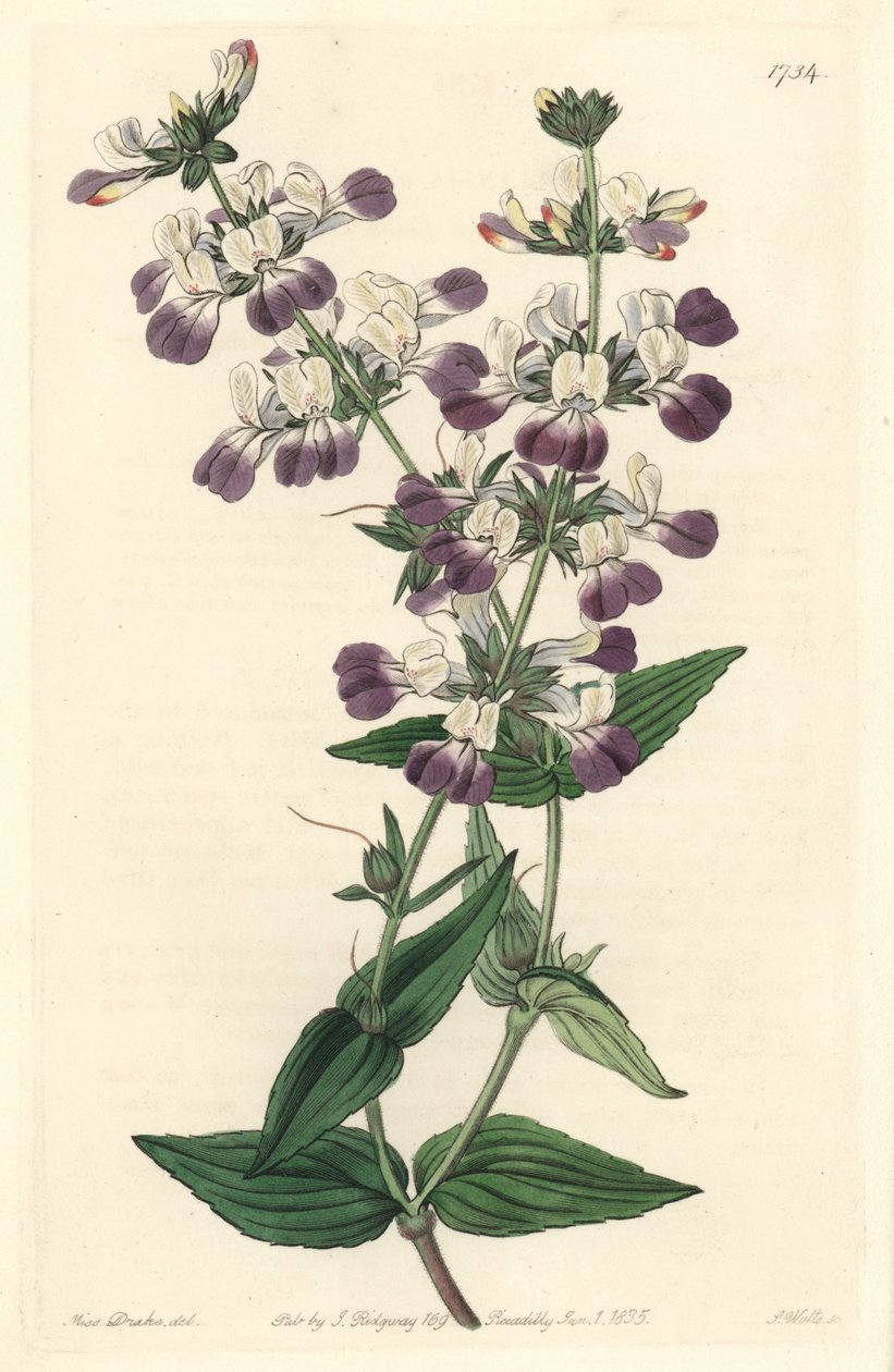 Purple Chinese Pagoda, původem z Kalifornie - S. Watts Strong Water z ilustrace Sarah Anne Drake (1803-1857), z Botanického rejstříku od Sydenham Teast Edwards