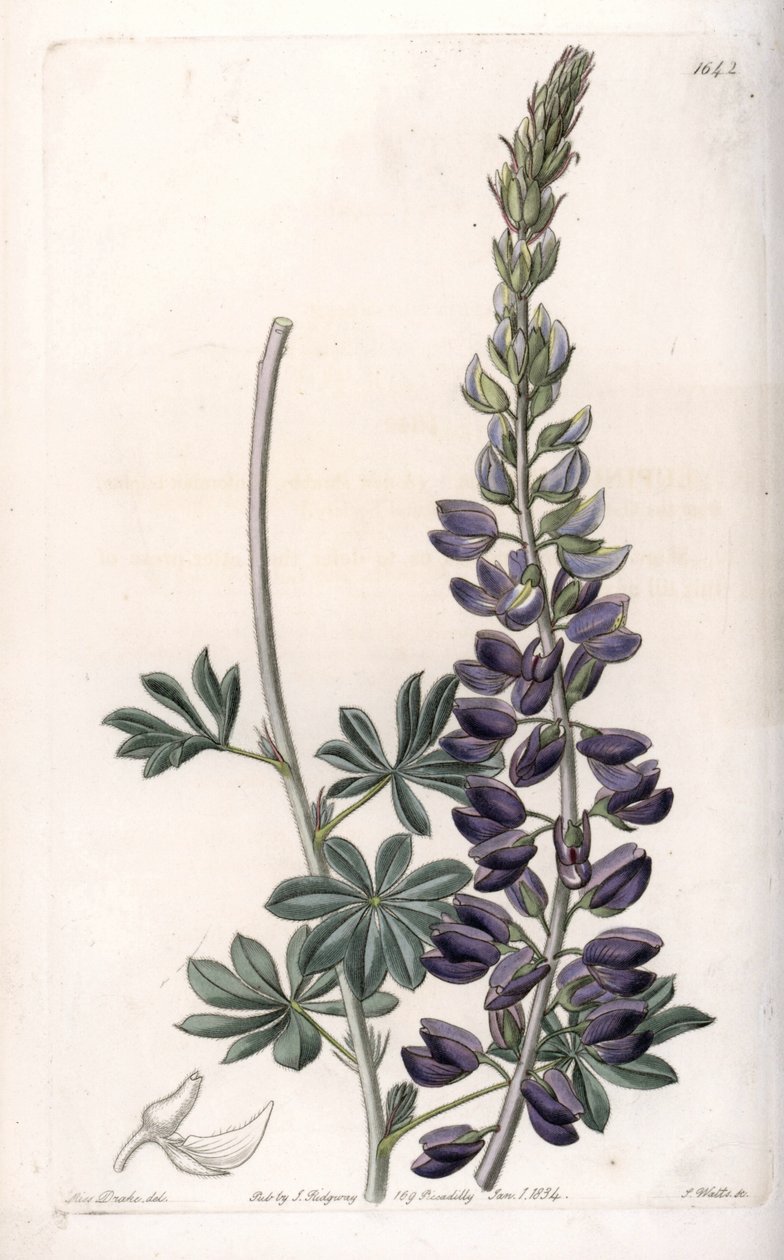 Purple Lupin Variete - vyryl S. Watts, z ilustrace Sarah Anne Drake (1803-1857), z Botanického registru Sydenham Edwards (1768-1819), Anglie od Sydenham Teast Edwards