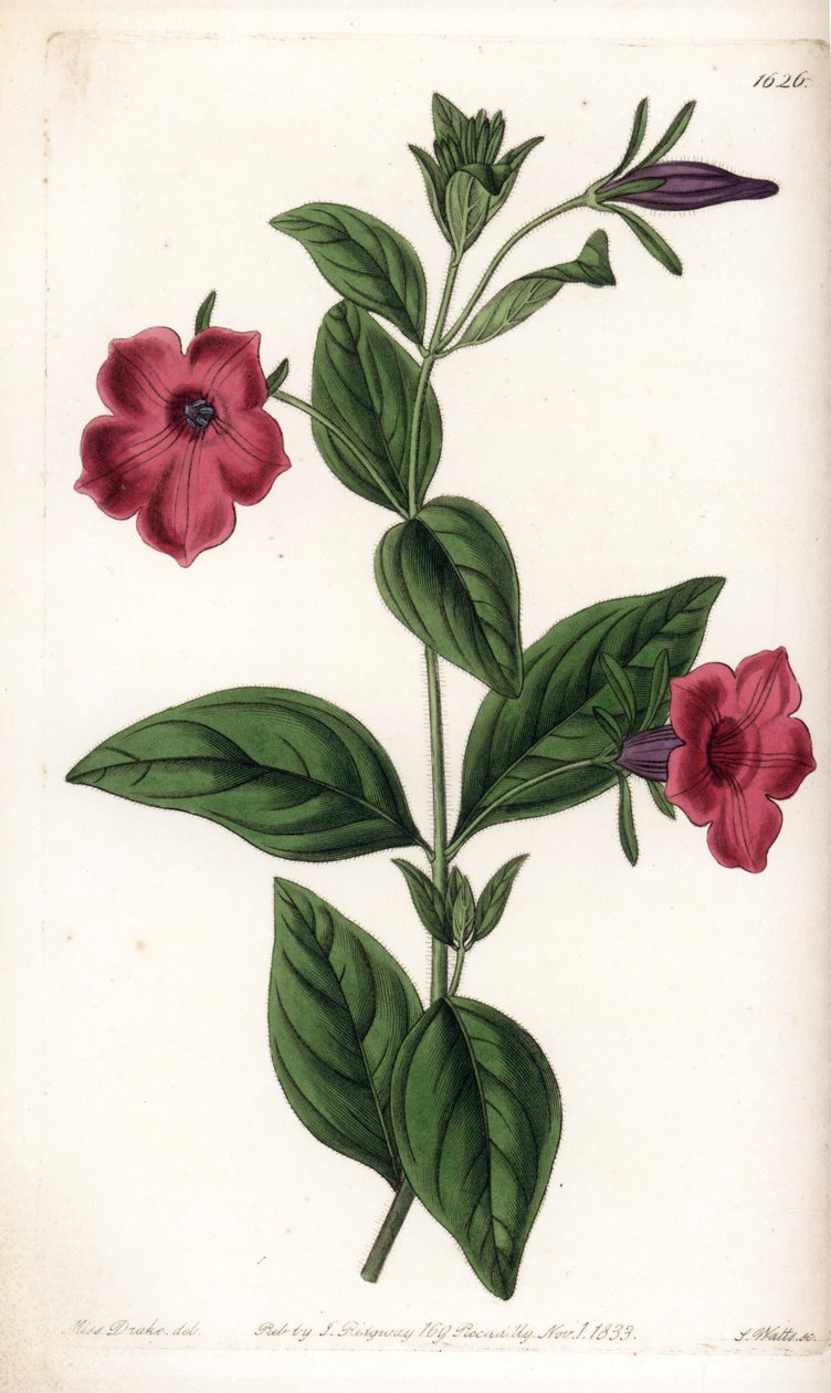Fialový květ petúnie - Talíř vyrytý S. Wattsem, z ilustrace Sarah Anne Drake (1803-1857), z Botanického registru Sydenham Edwards (1768-1819), Anglie od Sydenham Teast Edwards
