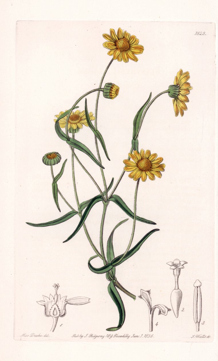 Queen Daisy of California - vyryto S. Wattsem, z ilustrace Sarah Anne Drake (1803-1857), z Botanického registru Sydenham Edwards (1768-1819), Anglie od Sydenham Teast Edwards