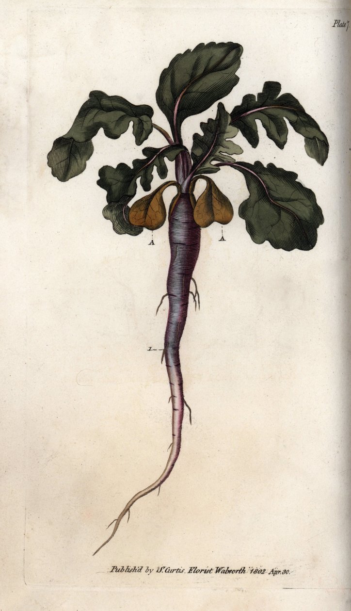 Ředkev, kořen potagere. Barevná mědirytina, ilustrace Sydenham Edwards (1768-1819) pro Conference of Botanical, Botanická zahrada Lambeth (Anglie) od Sydenham Teast Edwards