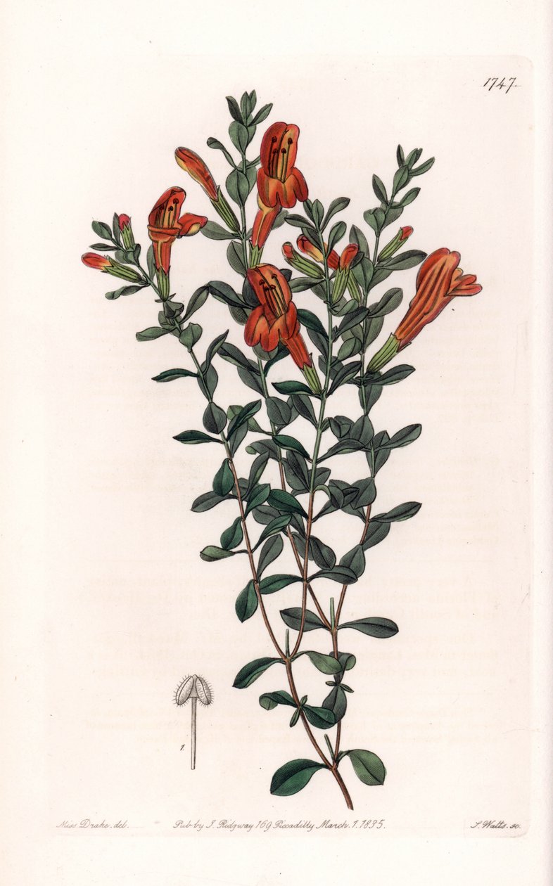 Red Clinopode Variete - vyryl S. Watts, z ilustrace Sarah Anne Drake (1803-1857), z Botanického registru Sydenham Edwards (1768-1819), Anglie od Sydenham Teast Edwards