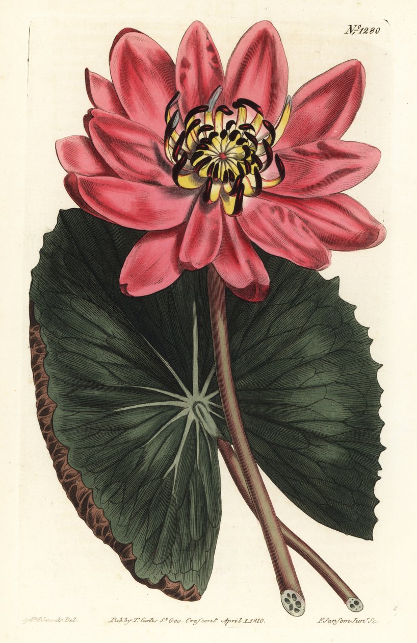 Červený lotos - Červenokvětý leknín, Nymphaea rubra. Ručně kolorovaná mědirytina F. Sansom Jr. podle ilustrace Sydenhama Edwardse z William Curtis