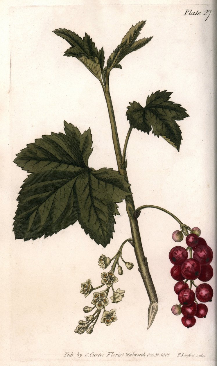 Červený rybíz. Barevná mědirytina, ilustrace Sydenham Edwards (1768-1819) pro Conference of Botanical, Botanická zahrada Lambeth (Anglie) od Sydenham Teast Edwards