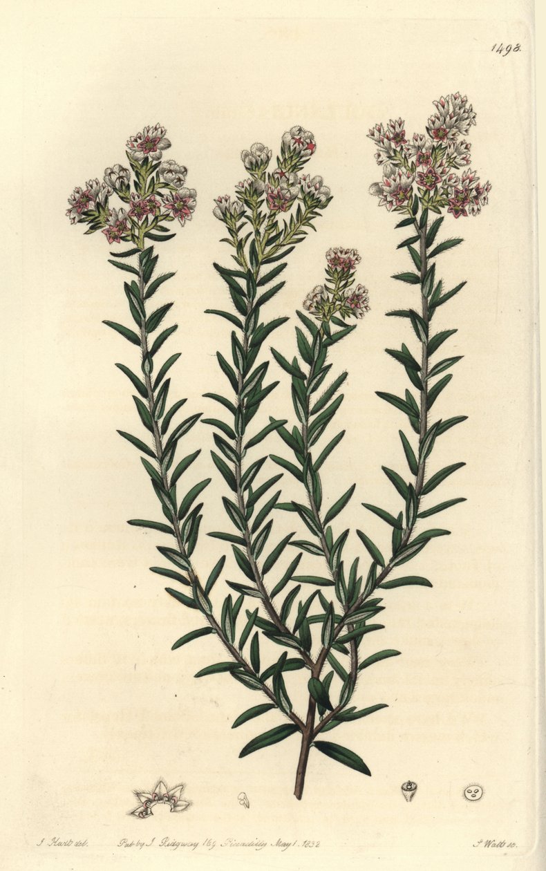 Červená soulangia, Soulangia rubra. Ručně kolorovaná mědirytina od S. Wattse podle ilustrace J. Harta z Sydenham Edwards