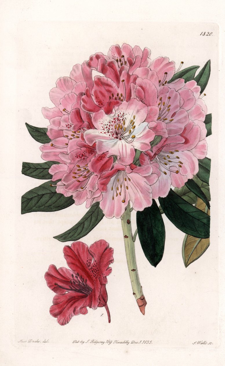 Rhododendron Hybrid Variete - vyryl S. Watts, z ilustrace Sarah Anne Drake (1803-1857), z botanického registru Sydenham Edwards (1768-1819), Anglie od Sydenham Teast Edwards