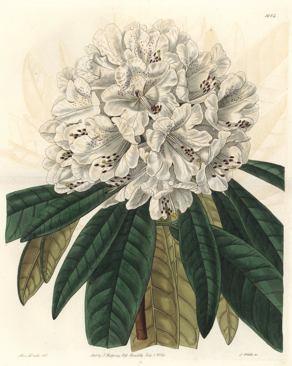 Rhododendron nebo azalka s bílými květy, původem z Nepálu - Water forte od S. Wattse z ilustrace Sarah Anne Drake (1803-1857), z Botanického rejstříku od Sydenham Teast Edwards