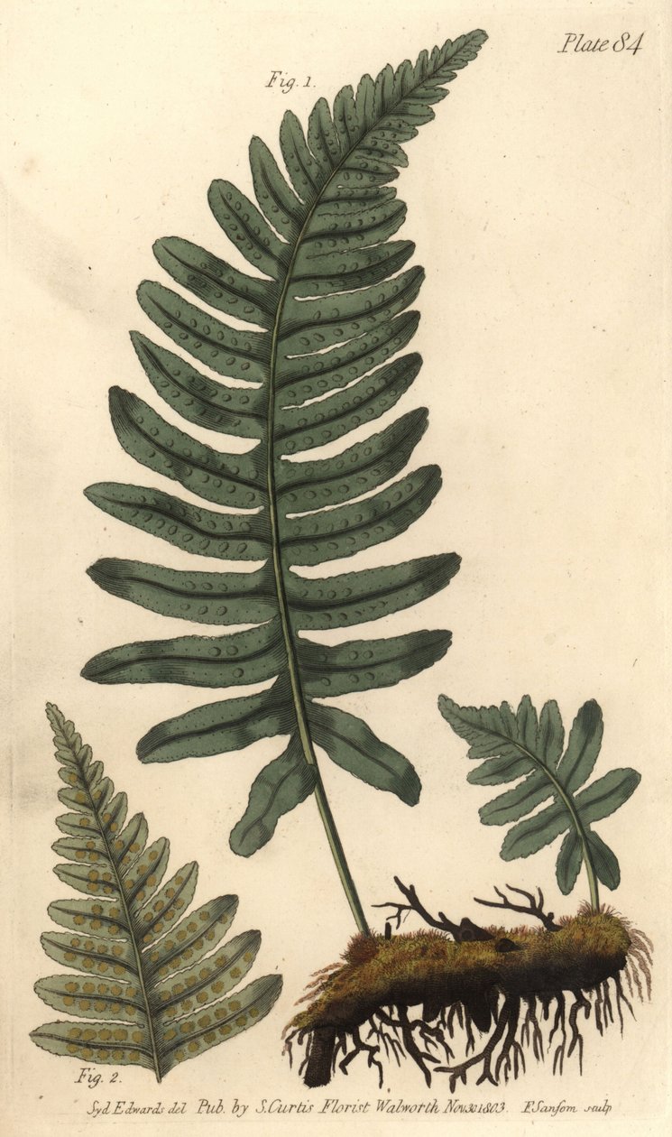 Kapradina skalní nebo mnohonožka, Polypodium vulgare, Filices. Ručně kolorovaná mědirytina F. Sansoma botanické ilustrace Sydenhama Edwardse pro přednášky Williama Curtise o botanice, které byly dodány v Botanické zahradě v Lambeth od Sydenham Teast Edwards